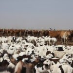 قطعان من الأبقار والأغنام في منطقة رعوية بموريتانيا