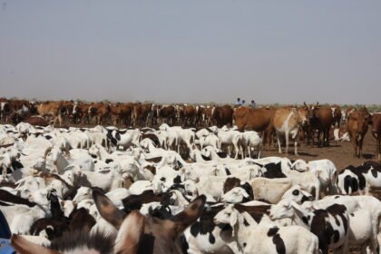 قطعان من الأبقار والأغنام في منطقة رعوية بموريتانيا